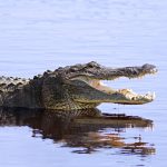 Sound Off: Killing the Disney Alligator(s) Was Dumb