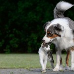 Cats and Dogs: Sworn Enemies or Potential Besties?