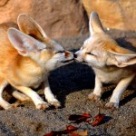 Ever Wonder Why We Kiss with Our Eyes Closed?