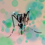 The Zika Virus: What, Where, & How