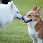 Doggy Play Groups: Not All Fun & Games
